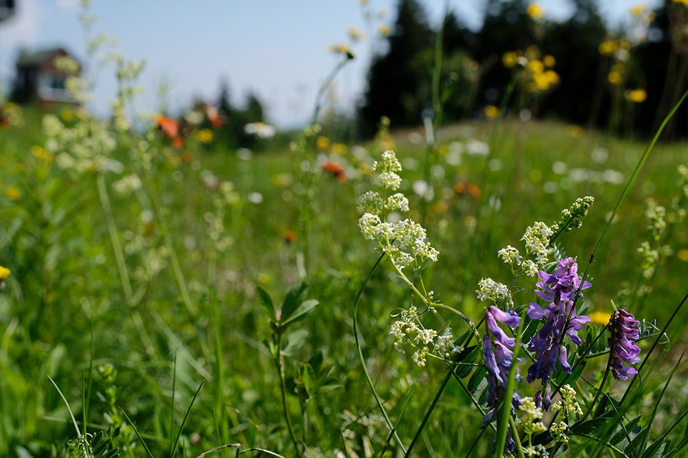 Wildflowers along the Summit